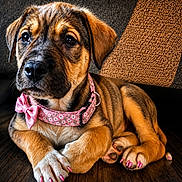 Mia joined the competition — help win amazing prizes! puppy, dog, collar, pink_bow, pink_nails, brown_fur, white_paws, wooden_floor, close_up, pet, animal, cute, resting, indoor, portrait, young_dog, fur_texture, looking_away, domestic_animal, adorable