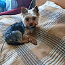 Asko participe au concours pour gagner de l'argent avec cette photo : dog, yorkshire_terrier, bed, blanket, plaid, indoor, pet, small_dog, fur, ears, cute, relaxed, resting, cozy, pillow, chair, wood, collar, domestic_animal, animal