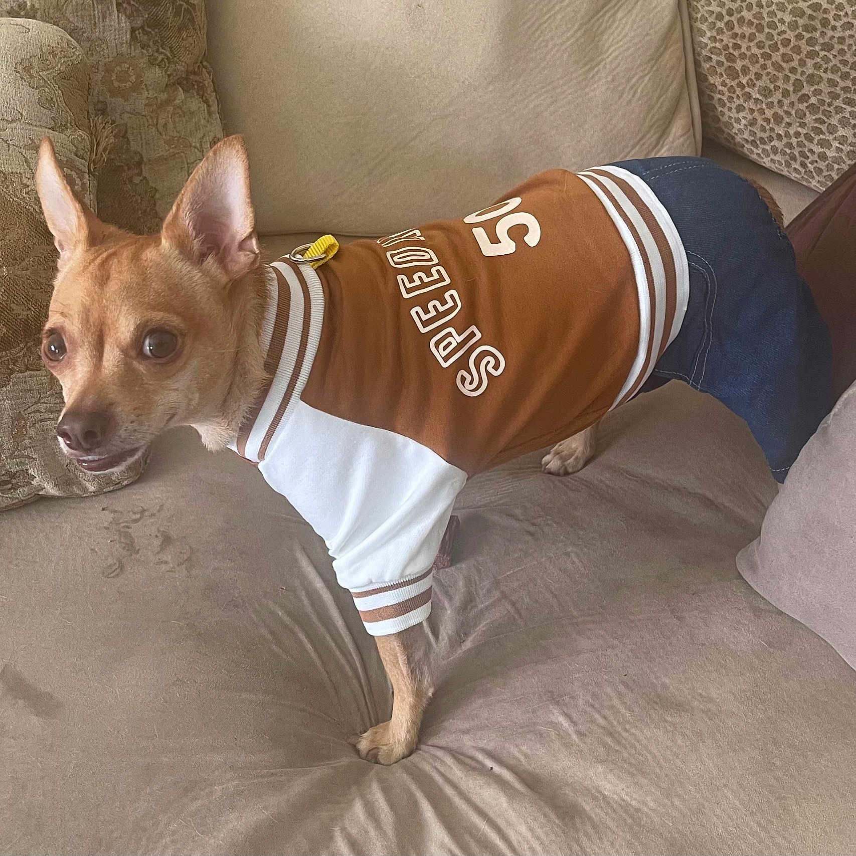 Puppaccino is registered to the contest to win money with this photo: alert, animal, beige, brown, canine, clothing, companion, couch, cute, dog, ears, fur, furniture, home, indoor, pants, pet, shirt, small_dog, sofa