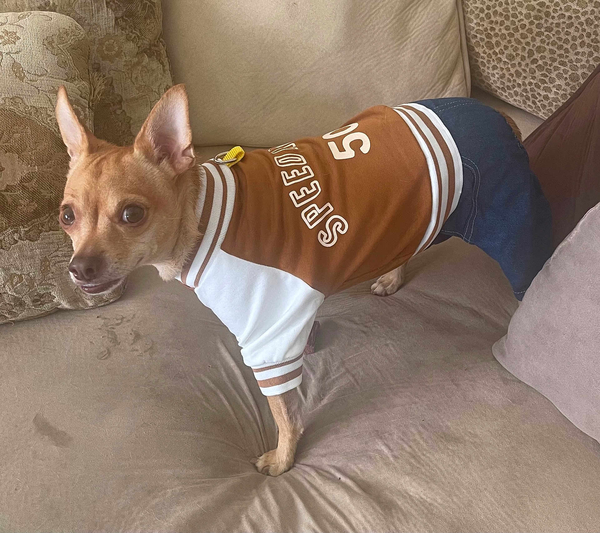 Puppaccino is registered to the contest to win money with this photo: dog, pet, clothing, shirt, pants, couch, sofa, indoor, furniture, brown, beige, alert, small_dog, ears, fur, canine, animal, home, cute, companion