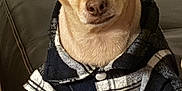Puppaccino is registered to the contest to win money with this photo: dog, small_dog, pet, ears, jacket, plaid, black_and_white, leather_couch, indoor, furniture, looking, attentive, animal, cute, cozy, buttoned_jacket, canine, sitting, portrait, brown_fur