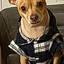 dog, small_dog, pet, ears, jacket, plaid, black_and_white, leather_couch, indoor, furniture, looking, attentive, animal, cute, cozy, buttoned_jacket, canine, sitting, portrait, brown_fur