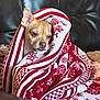 Puppaccino joined the competition — help win amazing prizes! dog, blanket, red, white, pattern, leather_couch, cozy, wrapped, small_dog, indoors, pet, fur, ears, face, sitting, comfort, relaxed, cute, animal, warm