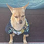 Puppaccino is registered to the contest to win money with this photo: dog, small_dog, clothing, shirt, hawaiian_shirt, pet, animal, ears, brown_fur, sitting, carpet, blanket, indoors, cute, sleepy, expression, paw, fur, canine, pet_clothing