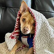 Puppaccino joined the competition — help win amazing prizes! dog, blanket, cozy, pet, cute, small_dog, fur, ears, eyes, snug, texture, leather, couch, indoor, resting, animal, portrait, looking_up, collar, warm