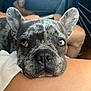 Peps participe au concours pour gagner de l'argent avec cette photo : dog, french_bulldog, brindle, close_up, resting, pet, animal, car_interior, tattoo, human_leg, ears, face, nose, fur, brown_eyes, companion, indoor, cute, relaxed, portrait