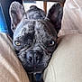 Peps a rejoint le concours — aidez-le/la à gagner de superbes lots ! dog, french_bulldog, close_up, resting, indoor, floor, wooden_floor, beige_pants, knees, pet, animal, ears, face, looking_up, curious, longing, chair, shadow, texture, snout