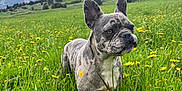 Peps a rejoint le concours — aidez-le/la à gagner de superbes lots ! dog, french_bulldog, animal, pet, grass, meadow, wildflowers, yellow_flowers, mountains, clouds, sky, outdoor, nature, greenery, canine, portrait, standing, daylight, scenic, field