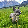 dog, french_bulldog, animal, pet, grass, meadow, wildflowers, yellow_flowers, mountains, clouds, sky, outdoor, nature, greenery, canine, portrait, standing, daylight, scenic, field
