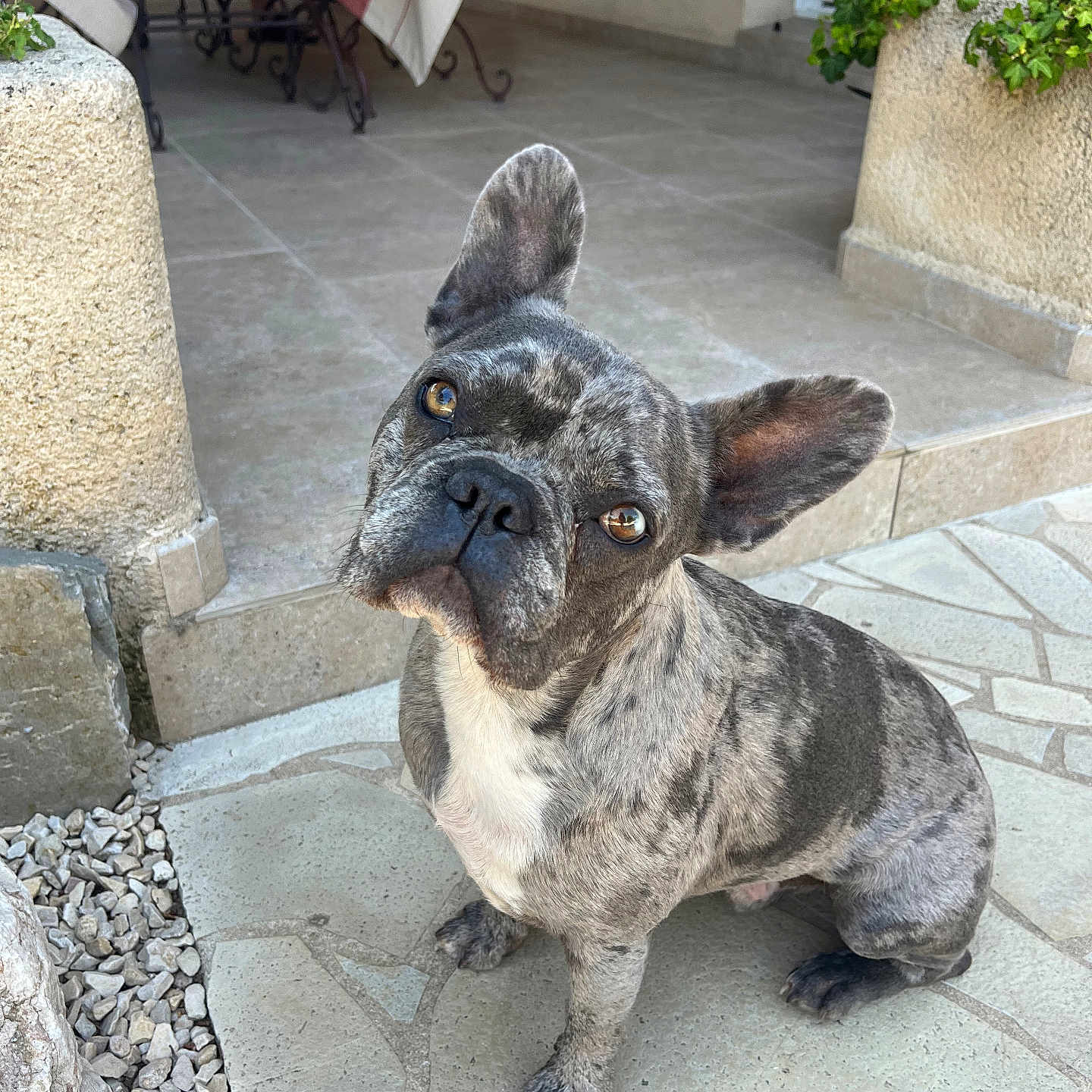 Peps participe au concours pour gagner de l'argent avec cette photo : animal, brindle, canine, close_up, companion, curious, daylight, dog, domestic_animal, ears_up, french_bulldog, looking_up, outdoor, paw, pet, portrait, potted_plant, sitting, stone_patio, stone_wall