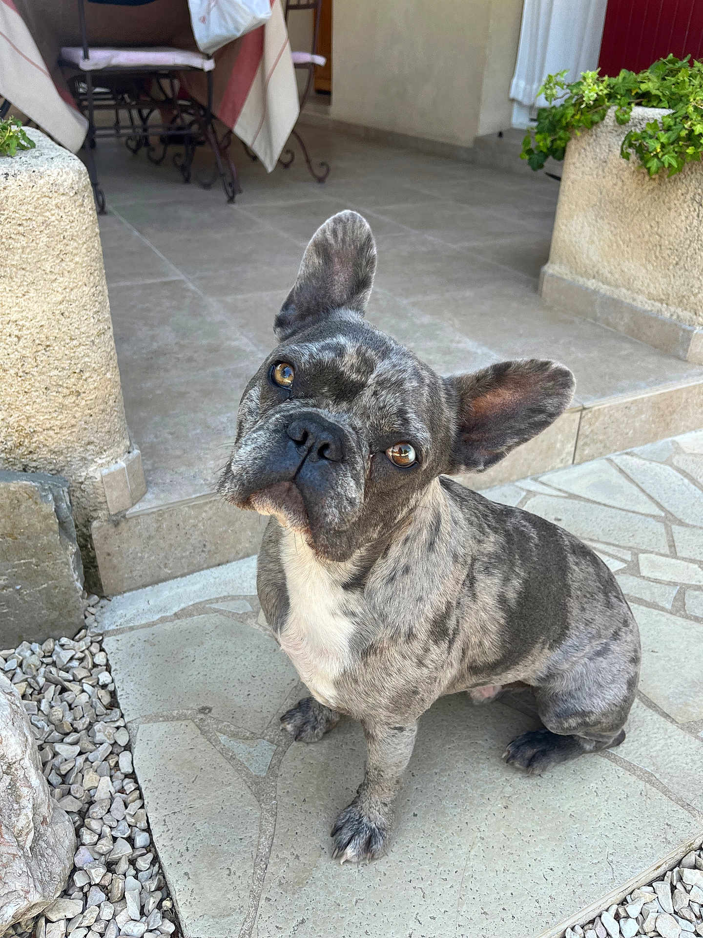 Peps participe au concours pour gagner de l'argent avec cette photo : dog, french_bulldog, brindle, pet, animal, outdoor, stone_patio, curious, ears_up, sitting, canine, potted_plant, stone_wall, close_up, daylight, paw, looking_up, domestic_animal, companion, portrait