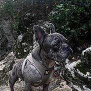 Peps participe au concours pour gagner de l'argent avec cette photo : dog, french_bulldog, brindle, harness, rock, outdoor, nature, moss, greenery, pet, animal, alert, standing, fur, ears, snout, wild, adventure, canine, portrait