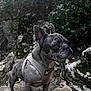 dog, french_bulldog, brindle, harness, rock, outdoor, nature, moss, greenery, pet, animal, alert, standing, fur, ears, snout, wild, adventure, canine, portrait