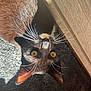 black_cat, carpet, cat, close_up, curious, domestic_animal, ear, eye_contact, fur, golden_eyes, indoor, nose, pet, playful, portrait, shadow, sunlight, upside_down, whiskers, wood_panel
