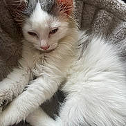 Rocket a rejoint le concours — aidez-le/la à gagner de superbes lots ! kitten, cat, white_fur, long_fur, pet, indoor, cozy, blanket, resting, sleepy, whiskers, pink_nose, ears, paws, tail, close_up, portrait, soft_texture, bedding, domestic_animal