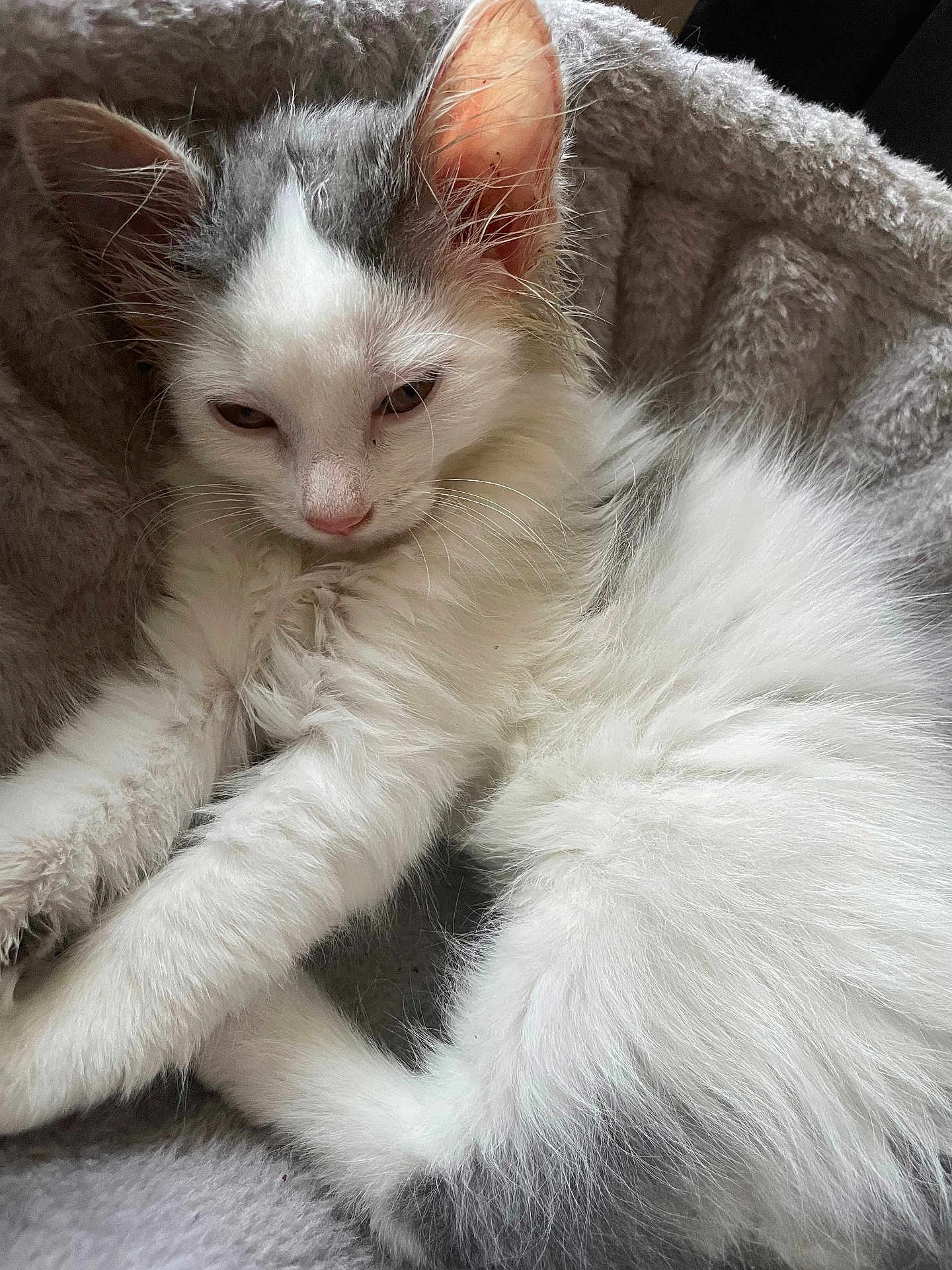 Rocket a rejoint le concours — aidez-le/la à gagner de superbes lots ! kitten, cat, white_fur, long_fur, pet, indoor, cozy, blanket, resting, sleepy, whiskers, pink_nose, ears, paws, tail, close_up, portrait, soft_texture, bedding, domestic_animal
