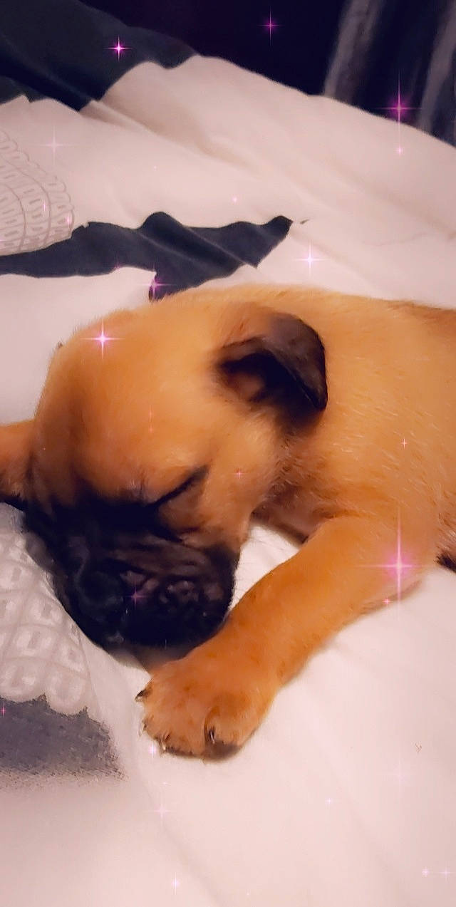 Shadow participe au concours pour gagner de l'argent avec cette photo : barechested, bathing, beard, carnivore, chest, comfort, companion_dog, dog, dog_breed, fawn, flesh, flooring, fur, jaw, nail, paw, pug, snout, trunk, working_animal