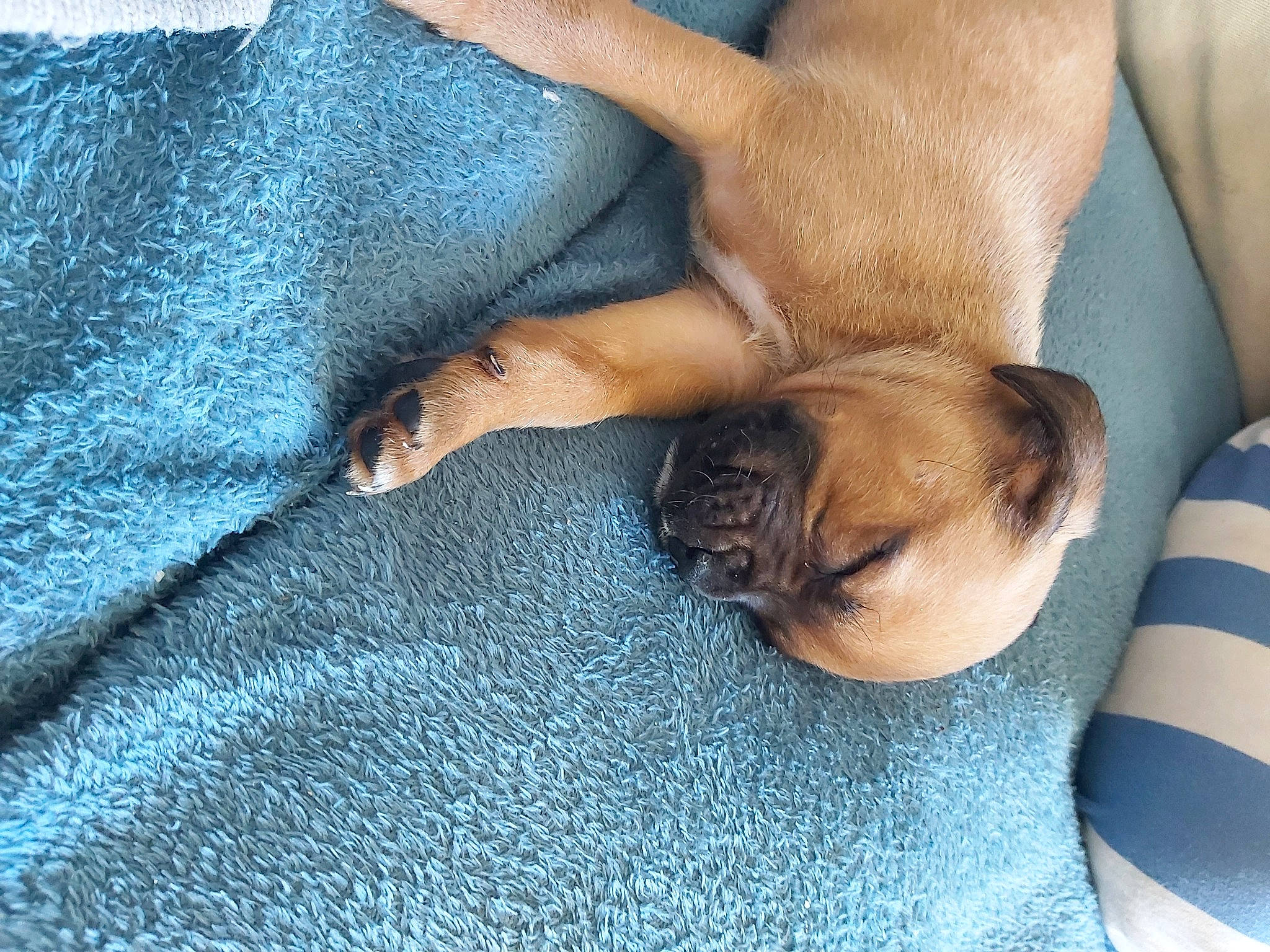 Shadow participe au concours pour gagner de l'argent avec cette photo : arm, blue, carnivore, comfort, companion_dog, dog, dog_breed, fawn, felidae, finger, flooring, foot, gesture, human_leg, knee, leg, nail, textile, thigh, whiskers