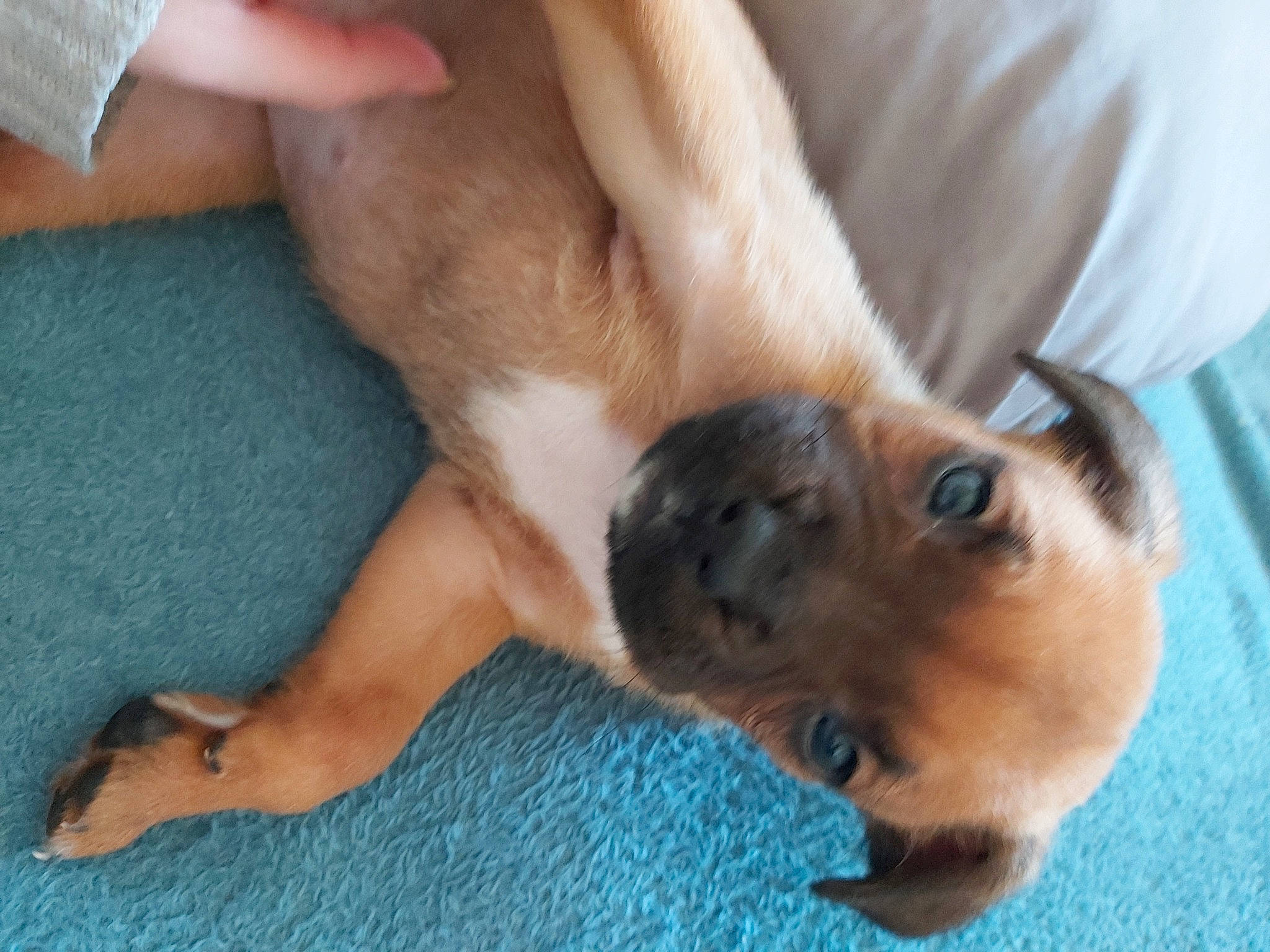 Shadow a rejoint le concours — aidez-le/la à gagner de superbes lots ! canidae, carnivore, comfort, companion_dog, dog, dog_breed, fawn, flooring, foot, fur, human_leg, non_sporting_group, paw, snout, sporting_group, tail, toy_dog, watch, working_animal