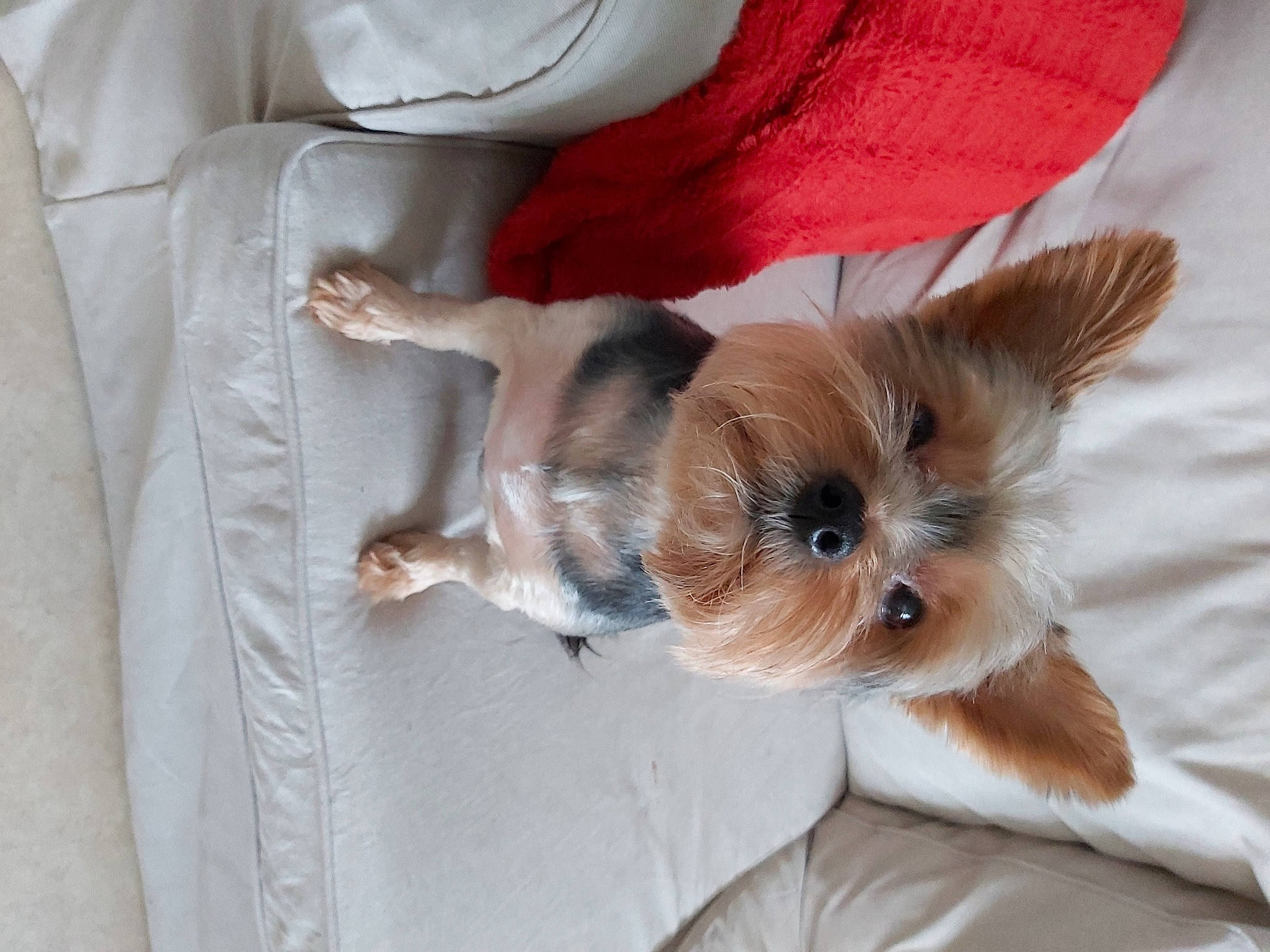 Bella participe au concours pour gagner de l'argent avec cette photo : canidae, carnivore, comfort, companion_dog, dog, dog_breed, dog_clothes, dog_supply, fawn, fur, liver, pet_supply, small_terrier, snout, sporting_group, terrier, toy_dog, whiskers, working_animal, yorkshire_terrier