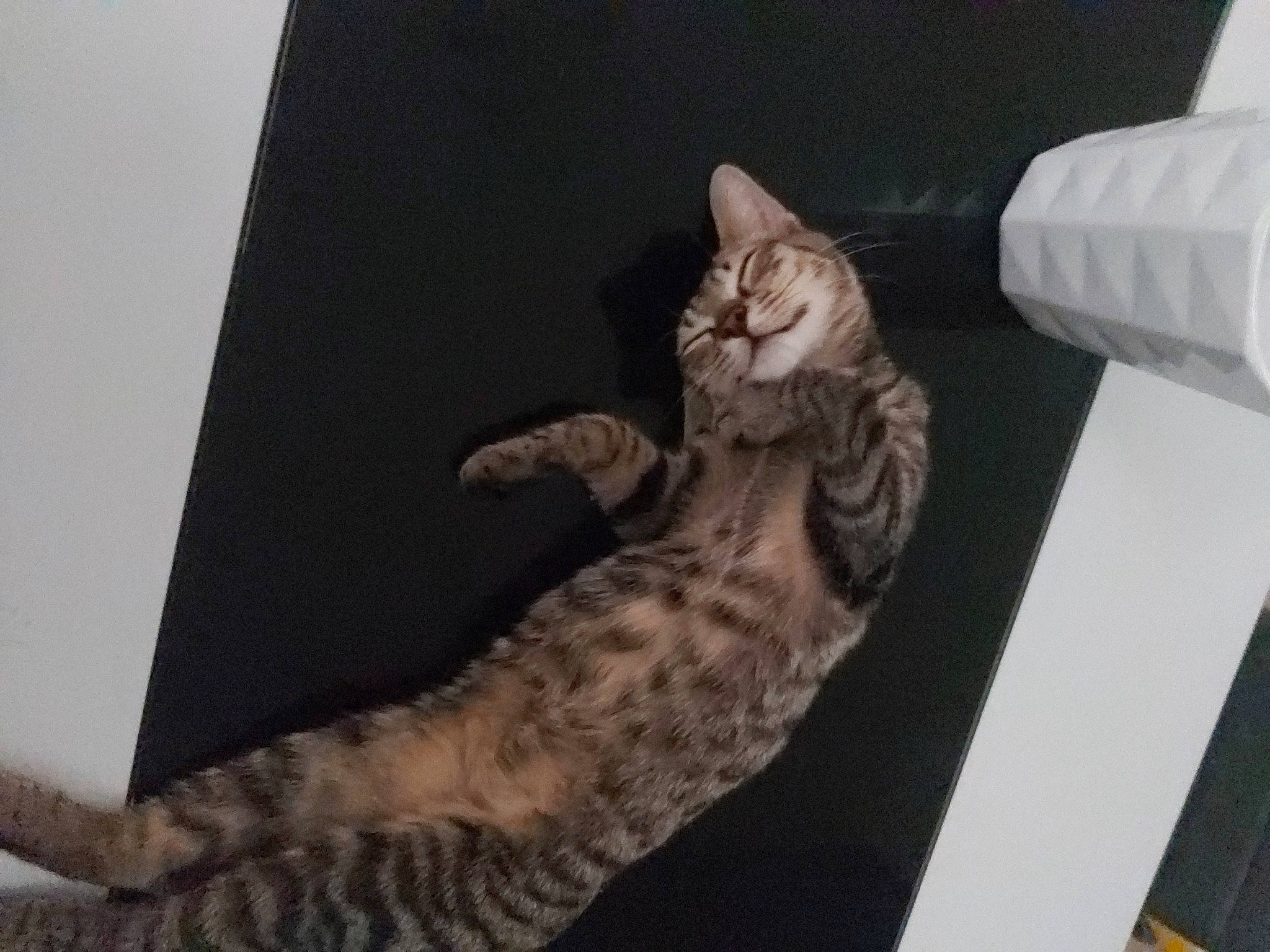 Hanna a rejoint le concours — aidez-le/la à gagner de superbes lots ! bed, carnivore, cat, cat_bed, claw, comfort, couch, domestic_short_haired_cat, felidae, fur, paw, room, sitting, small_to_medium_sized_cats, snout, tail, whiskers