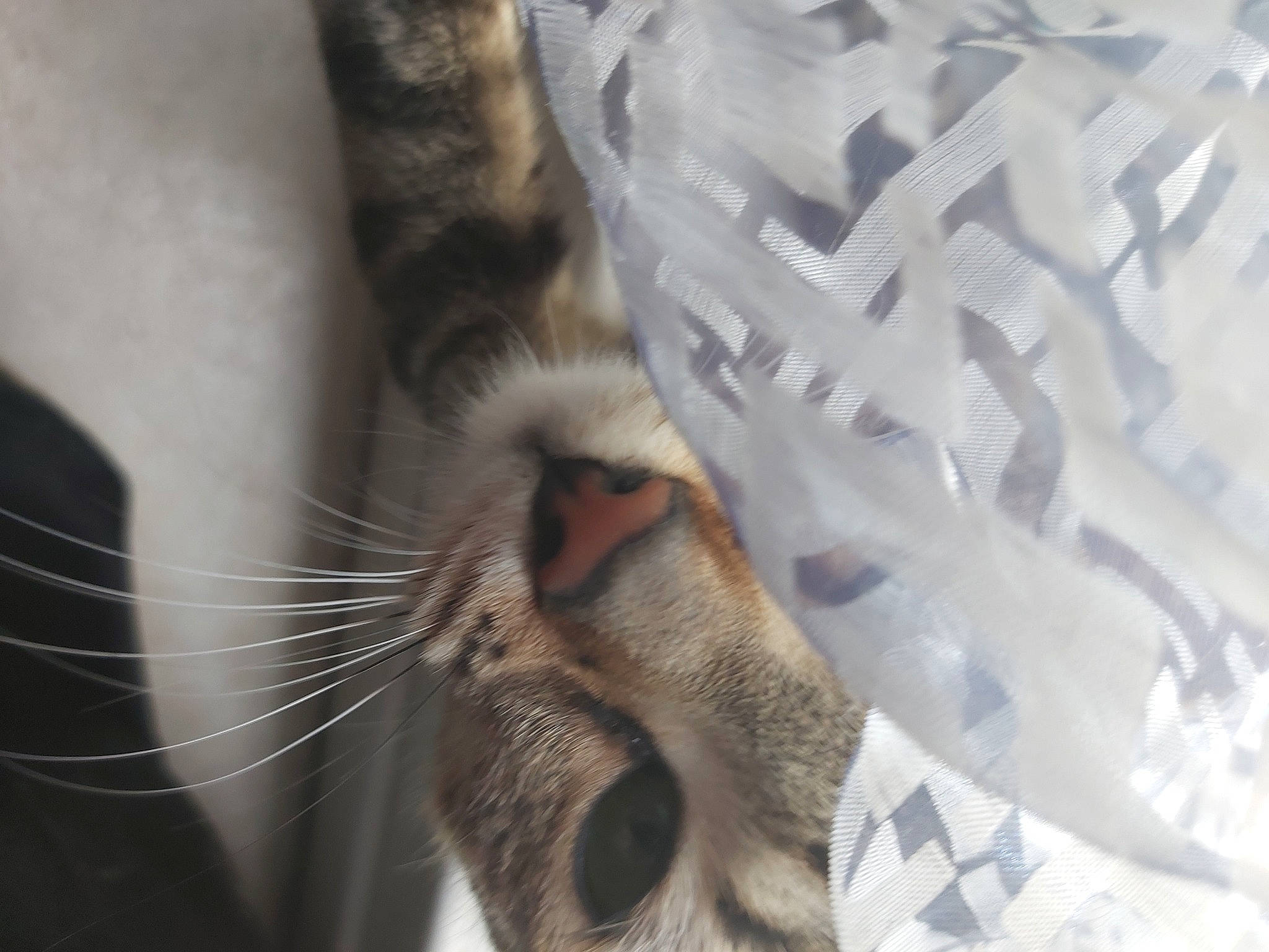 Hanna a rejoint le concours — aidez-le/la à gagner de superbes lots ! canidae, carnivore, cat, claw, comfort, domestic_short_haired_cat, fawn, felidae, fur, linens, nap, pattern, paw, sleep, small_to_medium_sized_cats, snout, tail, terrestrial_animal, whiskers, wildlife