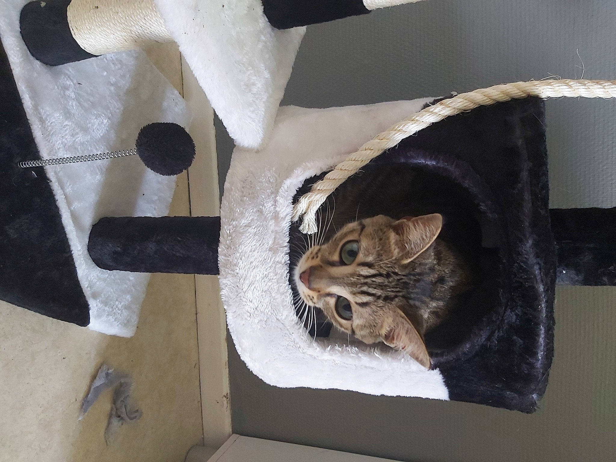 Hanna participe au concours pour gagner de l'argent avec cette photo : carnivore, cat, cat_supply, ceiling, domestic_short_haired_cat, felidae, flooring, fur, paper_towel, pet_supply, room, shelf, small_to_medium_sized_cats, snout, stairs, tail, terrestrial_animal, whiskers, window, wood