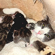 Bleuet participe au concours pour gagner de l'argent avec cette photo : cat, kitten, newborn, animal, feline, mother_cat, sleeping, cozy, soft, fur, close_up, whiskers, pink_nose, resting, domestic_cat, family, cute, warm, blanket, indoor