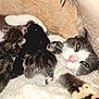 cat, kitten, newborn, animal, feline, mother_cat, sleeping, cozy, soft, fur, close_up, whiskers, pink_nose, resting, domestic_cat, family, cute, warm, blanket, indoor