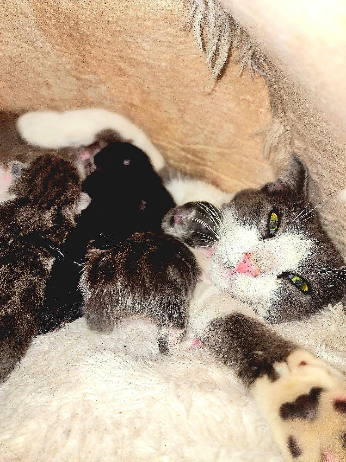 Bleuet participe au concours pour gagner de l'argent avec cette photo : cat, kitten, newborn, animal, feline, mother_cat, sleeping, cozy, soft, fur, close_up, whiskers, pink_nose, resting, domestic_cat, family, cute, warm, blanket, indoor