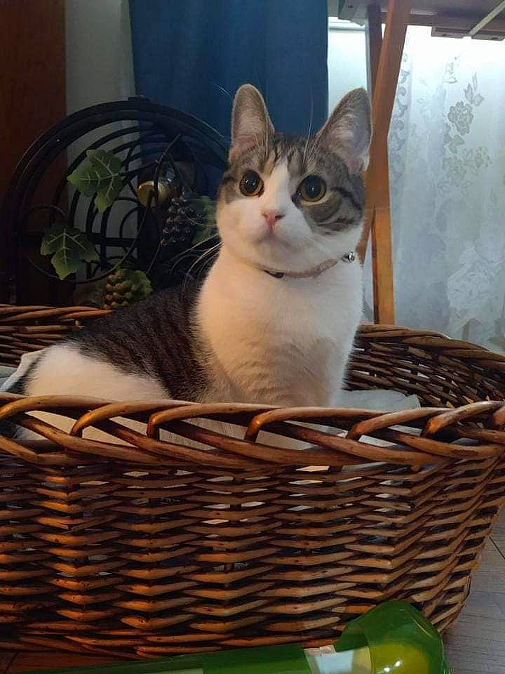 Minnie joined the competition — help win amazing prizes! basket, carnivore, cat, cat_supply, comfort, domestic_short_haired_cat, felidae, flower_girl_basket, fur, home_accessories, houseplant, mesh, pet_supply, picnic_basket, small_to_medium_sized_cats, snout, storage_basket, whiskers, wicker, wood