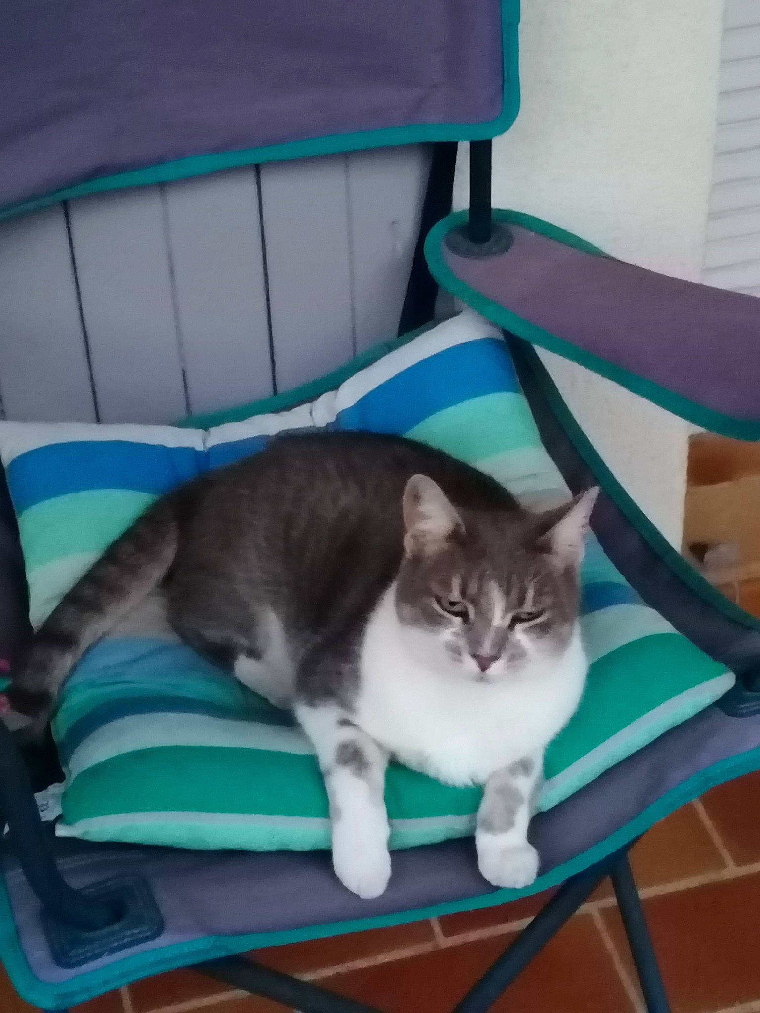 Plume a rejoint le concours — aidez-le/la à gagner de superbes lots ! carnivore, cat, cat_supply, chair, comfort, companion_dog, couch, domestic_short_haired_cat, felidae, flooring, fur, furniture, hardwood, lap, sitting, small_to_medium_sized_cats, table, tail, whiskers, wood