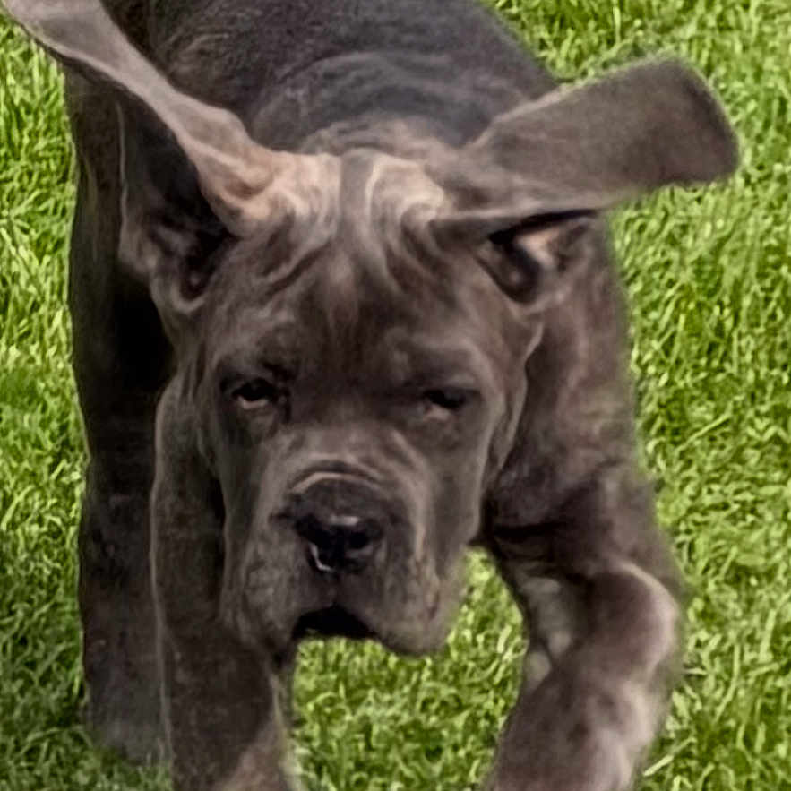 Beka a rejoint le concours — aidez-le/la à gagner de superbes lots ! puppy, dog, grass, outdoor, animal, pet, young, running, ears, playful, canine, mammal, nature, grass_field, cute, walking, fur, energy, adorable, daylight