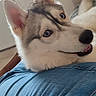 Aska a rejoint le concours — aidez-le/la à gagner de superbes lots ! animal, blue_eyes, canine, companion, cute, denim, dog, domestic_animal, ears, face, friendly, fur, husky, indoor, lap, pet, portrait, relaxed, resting, smiling