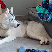 Aska a rejoint le concours — aidez-le/la à gagner de superbes lots ! animal, blanket, blue_eyes, cardboard_box, colorful, dog, domestic, ears, floor, fur, household, husky, indoor, lying_down, nose, paw, pet, relaxed, side_view, storage_bin
