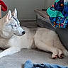 animal, blanket, blue_eyes, cardboard_box, colorful, dog, domestic, ears, floor, fur, household, husky, indoor, lying_down, nose, paw, pet, relaxed, side_view, storage_bin