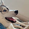 Aska participe au concours pour gagner de l'argent avec cette photo : blue_eyes, canine, companion, couch, cozy, dog, domestic_animal, ears, fur, happy, husky, indoor, jeans, lying_down, mouth_open, muzzle, pet, resting, side_view, smiling