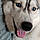 Aska