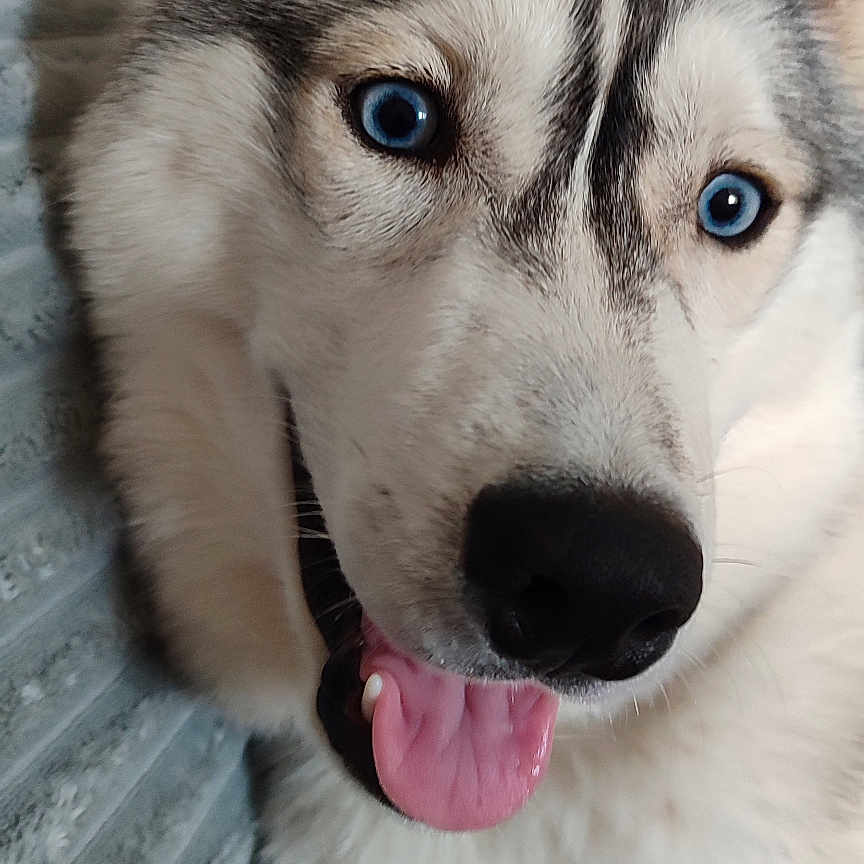 Aska