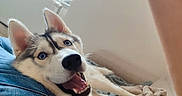 Aska a rejoint le concours — aidez-le/la à gagner de superbes lots ! animal, bed, blanket, blue_eyes, canine, close_up, cozy, dog, ears, fur, happy, indoor, lying_down, pet, portrait, resting, siberian_husky, smiling, tongue_out, window