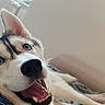 animal, bed, blanket, blue_eyes, canine, close_up, cozy, dog, ears, fur, happy, indoor, lying_down, pet, portrait, resting, siberian_husky, smiling, tongue_out, window
