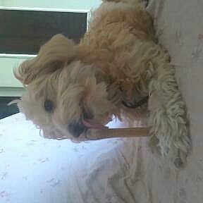 Chipoune