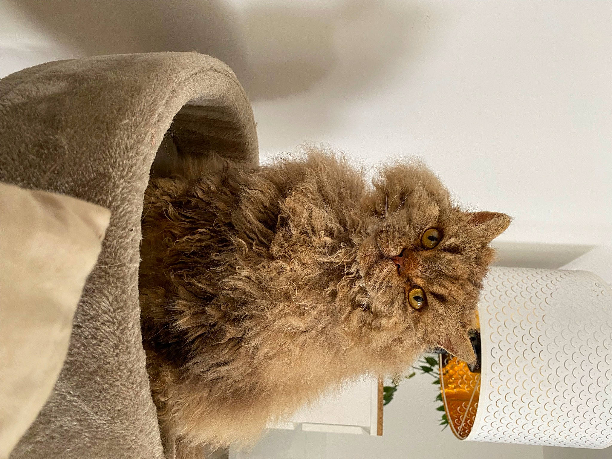 Nounours a rejoint le concours — aidez-le/la à gagner de superbes lots ! bird_of_prey, british_longhair, carnivore, cat, claw, felidae, fur, small_to_medium_sized_cats, snout, tail, terrestrial_animal, whiskers, wildlife, wing