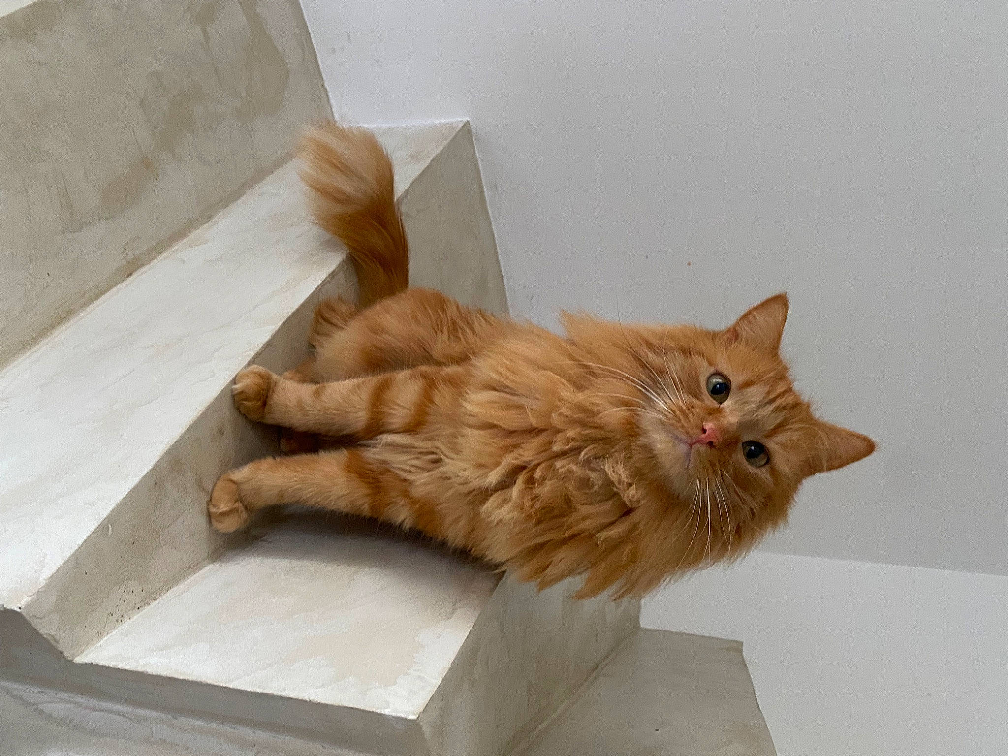 Marseille participe au concours pour gagner de l'argent avec cette photo : box, carnivore, cat, claw, domestic_short_haired_cat, fawn, felidae, flooring, fur, paw, small_to_medium_sized_cats, snout, tail, whiskers, wood