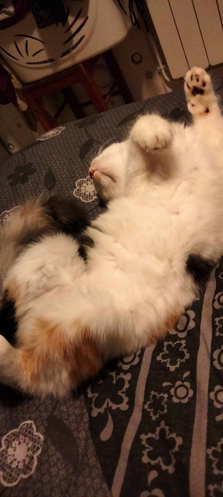 Lolo a rejoint le concours — aidez-le/la à gagner de superbes lots ! carnivore, cat, claw, comfort, companion_dog, dog_breed, fang, felidae, fur, paw, sky, small_to_medium_sized_cats, tail, whiskers