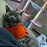 Marley is registered to the contest to win money with this photo: animal, bed, blanket, blue, cat, cat_tree, cozy, feline, fur, gray_cat, home, indoor, orange_shirt, pet, pink, relaxed, resting, sleeping, sunlight, window