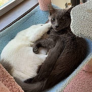 Marley is registered to the contest to win money with this photo: animal, carpet, cat, cat_bed, cat_tree, cats, companionship, cozy, cute, feline, fur, gray_cat, indoor, pet, play_toy, relaxing, resting, snuggling, white_cat, window