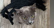 Marley is registered to the contest to win money with this photo: animal, black, cat, costume, curious, cute, ears, feline, flooring, fur, gray_cat, indoor, looking_up, pet, playful, spider_costume, spooky, whiskers, wooden_floor, yellow_eyes