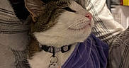 Kitty joined the competition — help win amazing prizes! affection, casual_clothing, cat, closeup, collar, comfort, cuddle, domestic, face, feline, gentle, human, indoor, love, person, pet, purple_sweater, relaxed, tag, whiskers