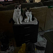 Kitty is registered to the contest to win money with this photo: blanket, cat, cats, cozy, curious, domestic_animal, door, drawer, feline, floor, home, indoor, living_room, looking_at_camera, mat, netflix, pet, sitting, sofa, television